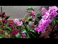 Тяжелый финал видео. Обзор цветущих орхидей на лоджии. Orchids blooming! Часть 2. 28.022022 г.