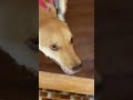 ラブに会いに行く嬉しがってます #感動