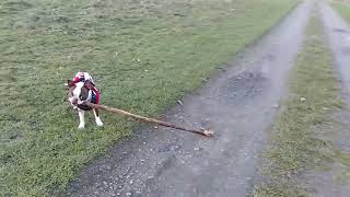 No stick is too big for Willow 🐕