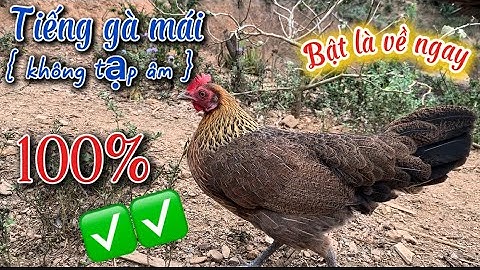 Tiếng gà mái kêu GỌI TRỐNG về 100% || Poj qaib seev zoo dib tuaj ceev 100%✅