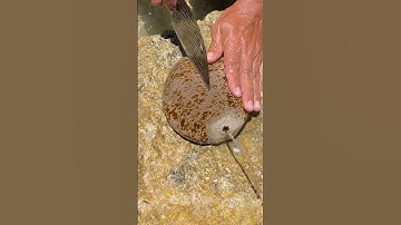 Clean & Cut FRESH Sea Cucumber (The RIGHT Way!) | From Slimy to Delicious seafoodo