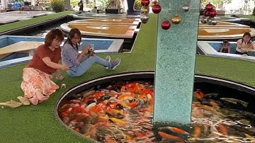 Tình Khúc Cho Anh - Ngọc Lan