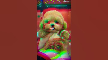 Thumbnail of #shorts #remix #music #dj #dance #cover #cat #trending #short #song #funny #shortvideo #love #like