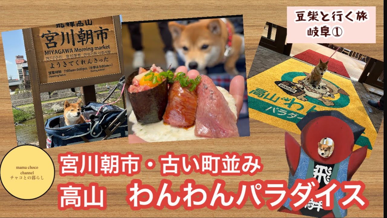 【豆柴と岐阜旅①】飛騨高山観光&高山わんわんパラダイス