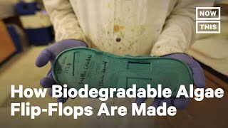 Flip-Flops Made From Algae | NowThis