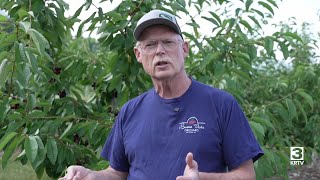 Montana Ag Network: Flathead Lake cherry harvest produces mixed crop