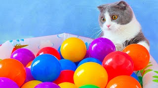 What Toys Do Cats Love? #14 by Munchkin 73,366 views 1 month ago 22 minutes