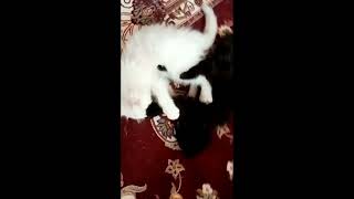 Black Cat Vs White Cat