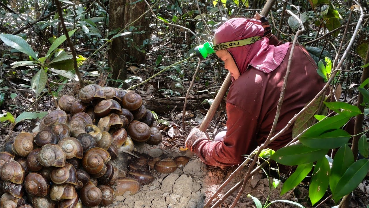 ป้าด!!เปลี่ยนแนวหาอยู่หากินหาหอยเดื่อหอยเลื้อยรอบแรกของปีหมานสุดๆเจอแต่ละหลุมสออนหมานเกือบร้อยตัว