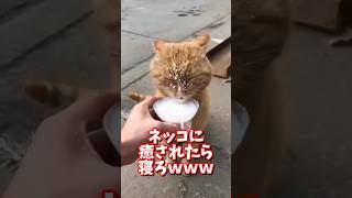 ネッコの動画で癒されたら寝ろｗｗｗ　#2ch  #動物  #猫 #癒やし #ねこ動画