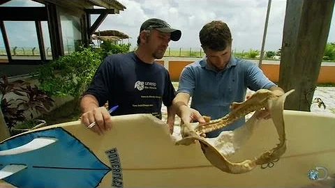 Rogue Sharks Bite Butts | Top Ten Sharkdown - Shark Week 2013