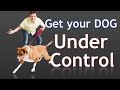 How to Get Your Reactive Dog Under Control While on a Walk