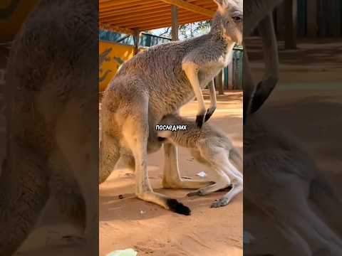 Детеныш кенгуру в сумке #животные #факты #интересное #кенгуру