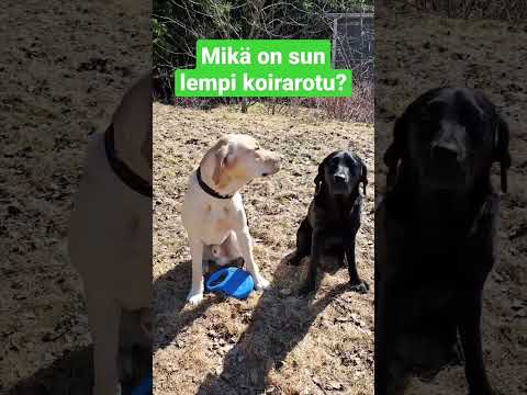 Video: Tuoksupelit koirille