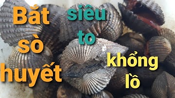 Bắt sò huyết siêu to khổng lồ trong vuông tôm tại cà mau