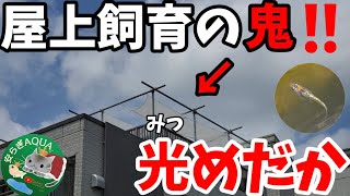 品種改良メダカを大規模屋上飼育【光めだか】朝から夕方まで容赦なく太陽光が差し込む屋外飼育環境！水は１Fから井戸水を引っ張ってます。忘却の光.煌ラメ.あけぼの.金色夜叉.安らぎAQUAちゃんねる