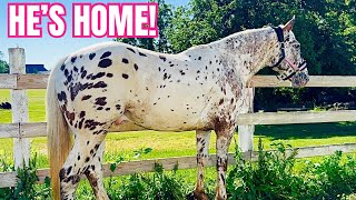 We Have A LOT To Unfold…Bringing My Appaloosa Jango Home!!!