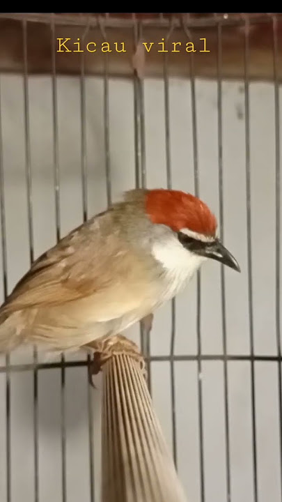 Burung kaso kaso gacor
