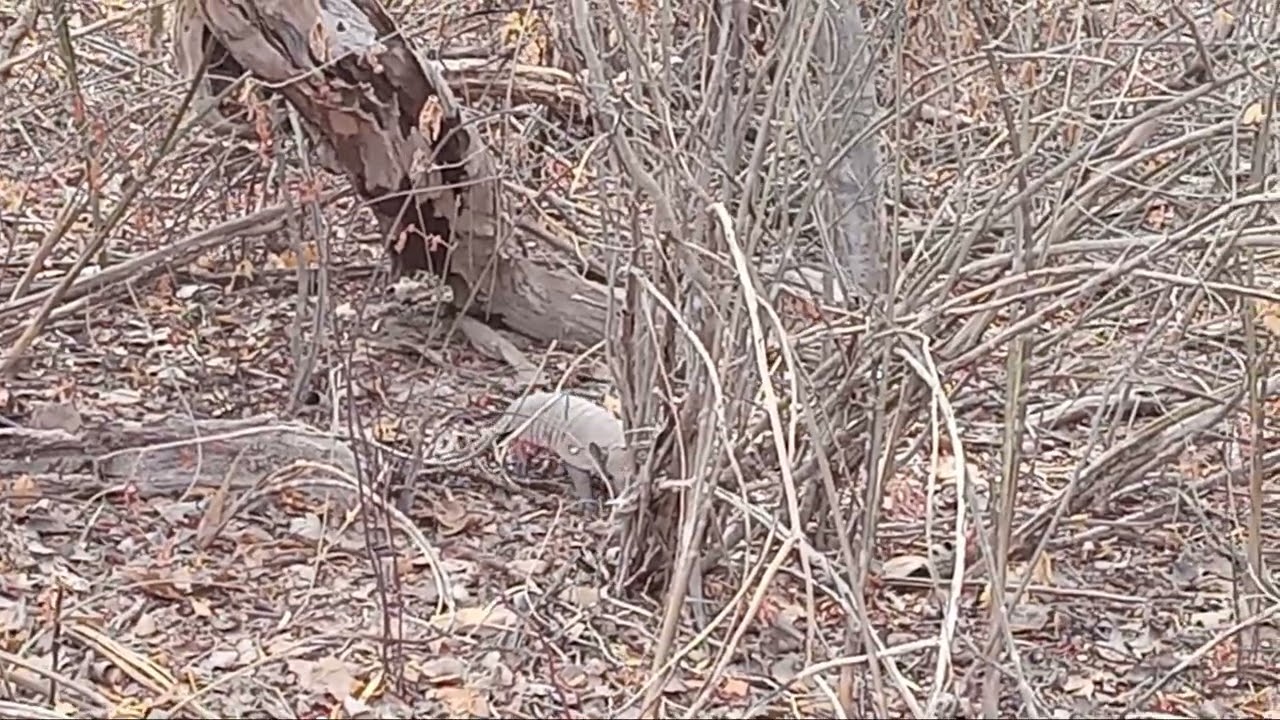 Filhote de tatu peba comentado no seu habitate 