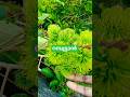 റമ്പൂട്ടാൻ നിറഞ്ഞു കായ്ച്ചു 🥰#virashorts #shorts #fruit