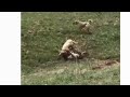 Kangal kurt dalaşı  KANGAL fight WOLF