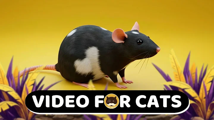 Video 9128521: cat purr, curious kitty, cat games, chinchilla