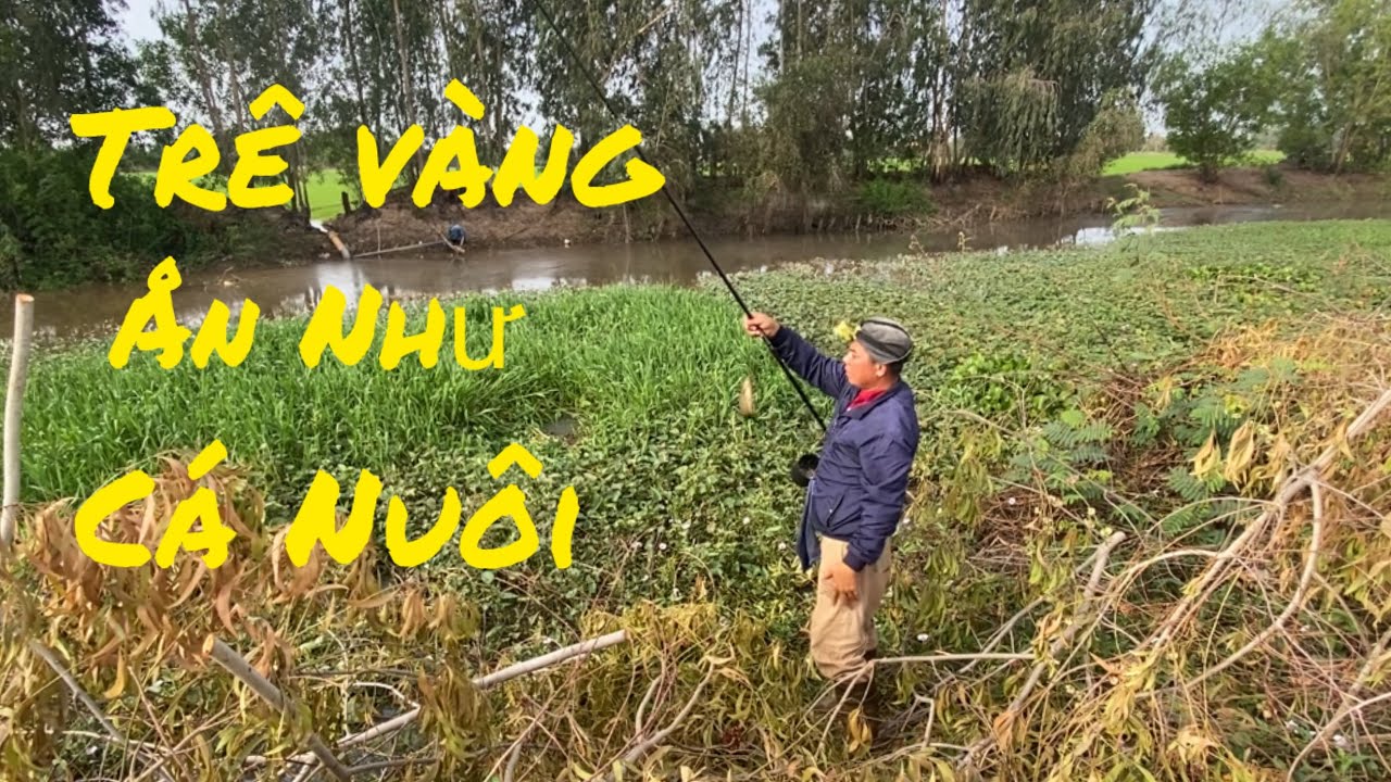 Câu Cá Trê Long An | Cá Nhiều Giựt Mỏi Tay – Bữa Nay Trúng Mánh Lớn