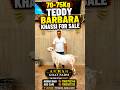 70-75Kg Teddy Barbara Khassi For Sale #barbara #barbarigoats #barbari #goat #bakraeid #bakra #shorts
