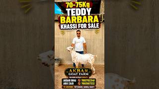 70-75Kg Teddy Barbara Khassi For Sale #barbara #barbarigoats #barbari #goat #bakraeid #bakra #shorts