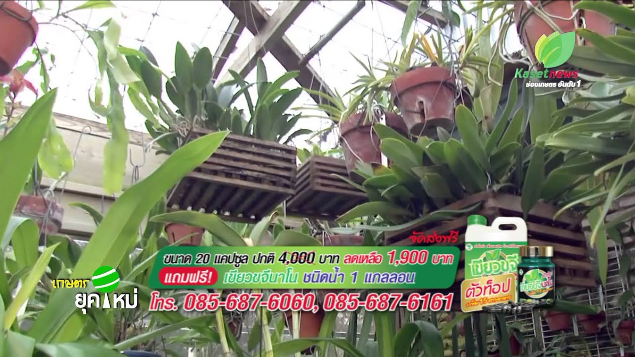 เกษตรยุคใหม่ การปลูกกล้วยไม้