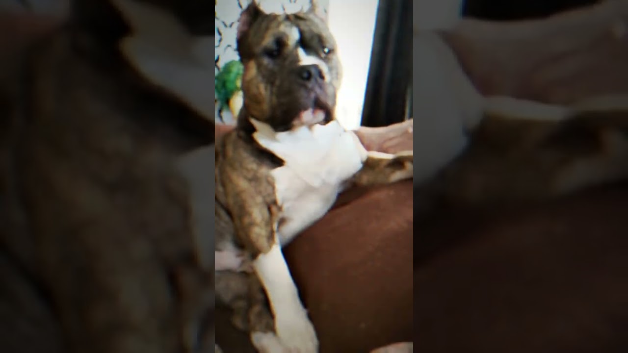 Little Hades XL American Bully 9sec Short Video 