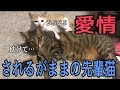 小さい子猫になにされても怒らない先輩猫が可愛すぎる！！