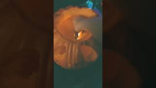 jack the scelington carving pumpkin part 2 last part🎃🎃🎃