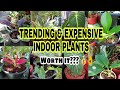 MOST EXPENSIVE AND TRENDING PLANTS|USO AT MAHAL NA HALAMAN|EXPENSIVE INDOOR PLANTS