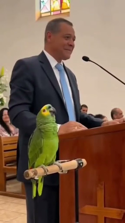 LOOK WHAT THIS PARROT DID! #parrots parrot #bird #birds