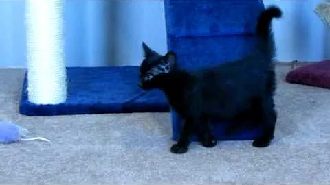 Video 1016711: f3 savannah kittens playing, savannah female kitten, sweet savannah, kitten playing exploring