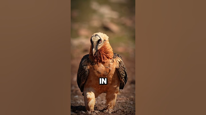 How Does This Bird Swallow Huge Bones? 😳