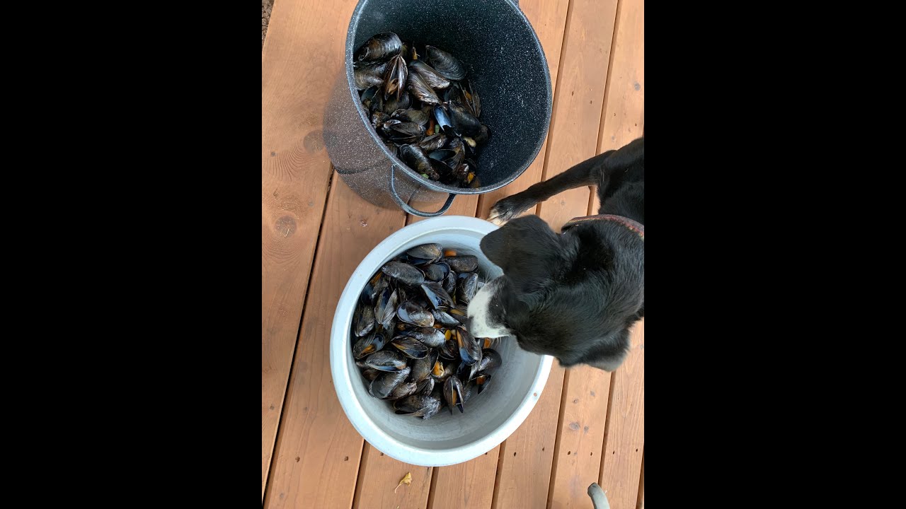 PEI Provincial Parks do not allow dogs on beaches ( YouTube