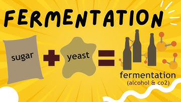 Fermentation explained in 3 minutes - Ethanol and Lactic Acid Fermentation