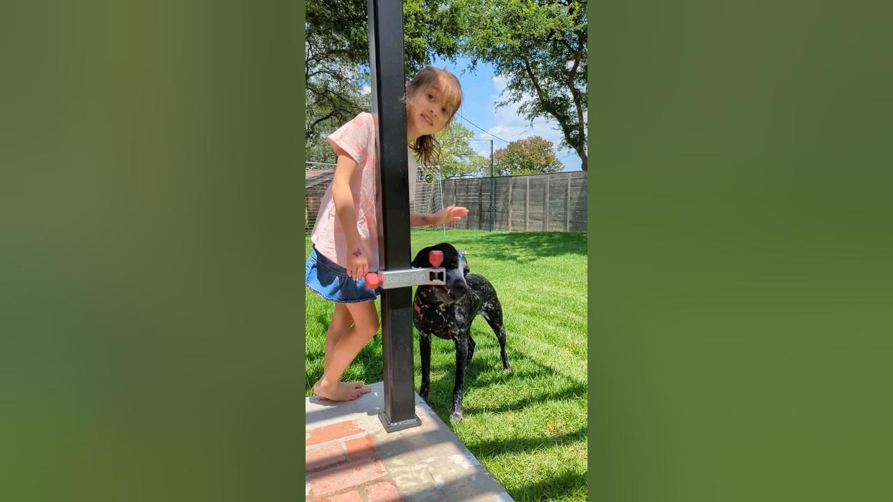 All that bully stick in your tummy. dogenrichment opengoaaalusa YouTube