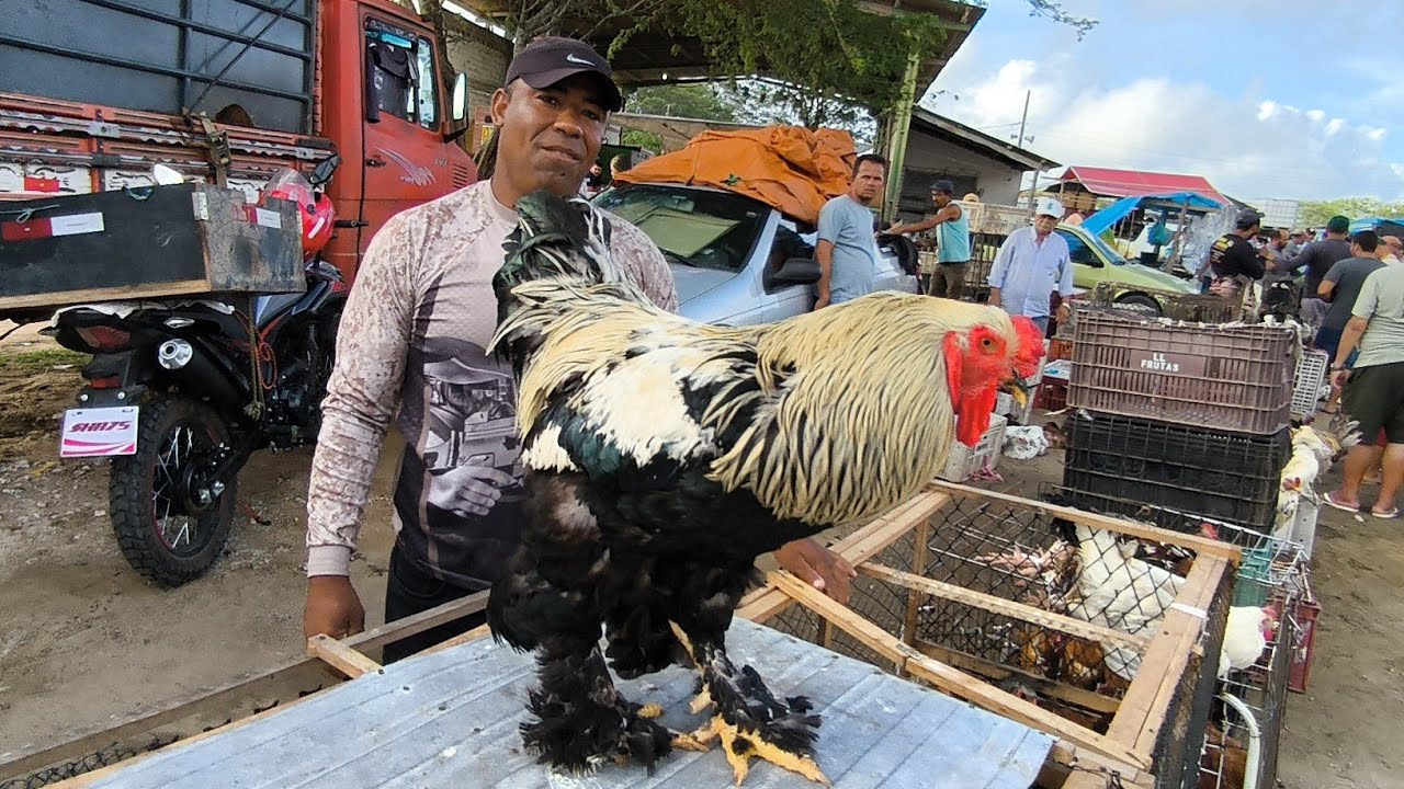FEIRA DA GALINHA CAPOEIRA DE CAMPINA GRANDE-PB 25/02/2026