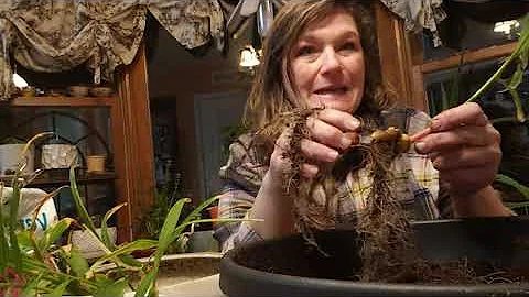 GINGER Harvest & Replanting | #gardenexperimen... ...