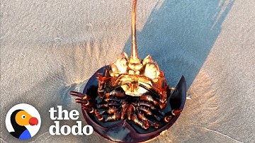 Stranded Horseshoe Crab Stuck On His Back Gets Help  | The Dodo