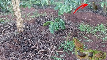 #14 Bẫy Chim Cút Rừng Gặp Phải 2 Con Ðá Nhau Và Phá Lưới | Kho Làm Nông TV