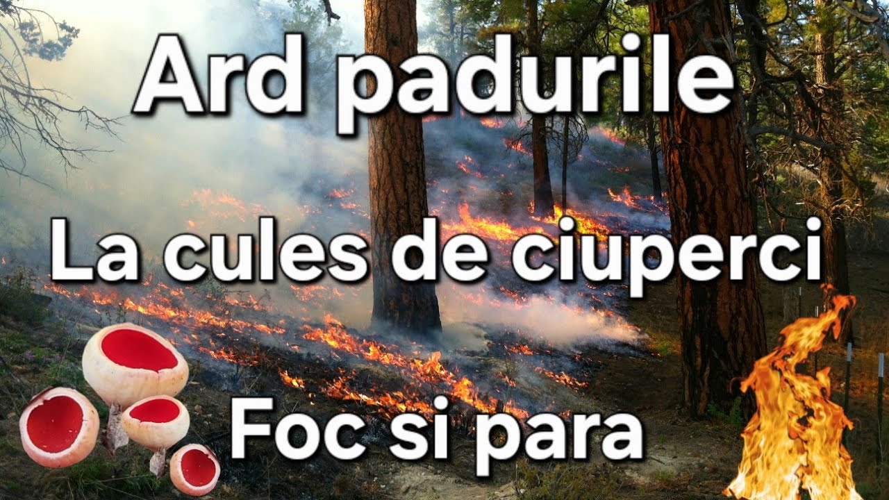 Ard padurile /La cules de ciuperci prin paduri arse / Ciuperci de primavara/ Identificare/Reteta