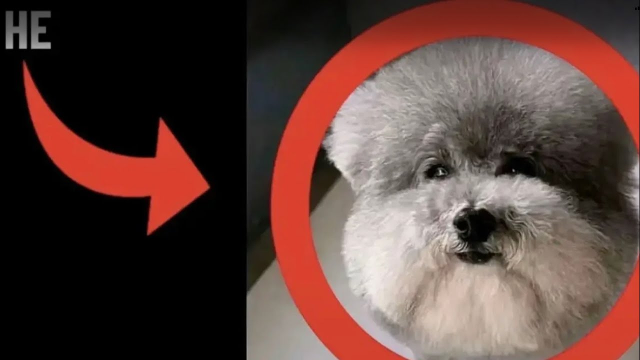 AI AGE ESTIMATION BEAT