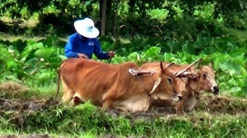 Nông dân ra đồng trong một ngày mới trên ruộng bậc thang Tà Pạ, Núi Tô, Tri Tôn, An Giang 07/08/2020