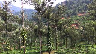 Tea and pepper plantation near Kumily, Kerala, India