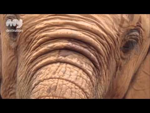 The Elephant Orphanage