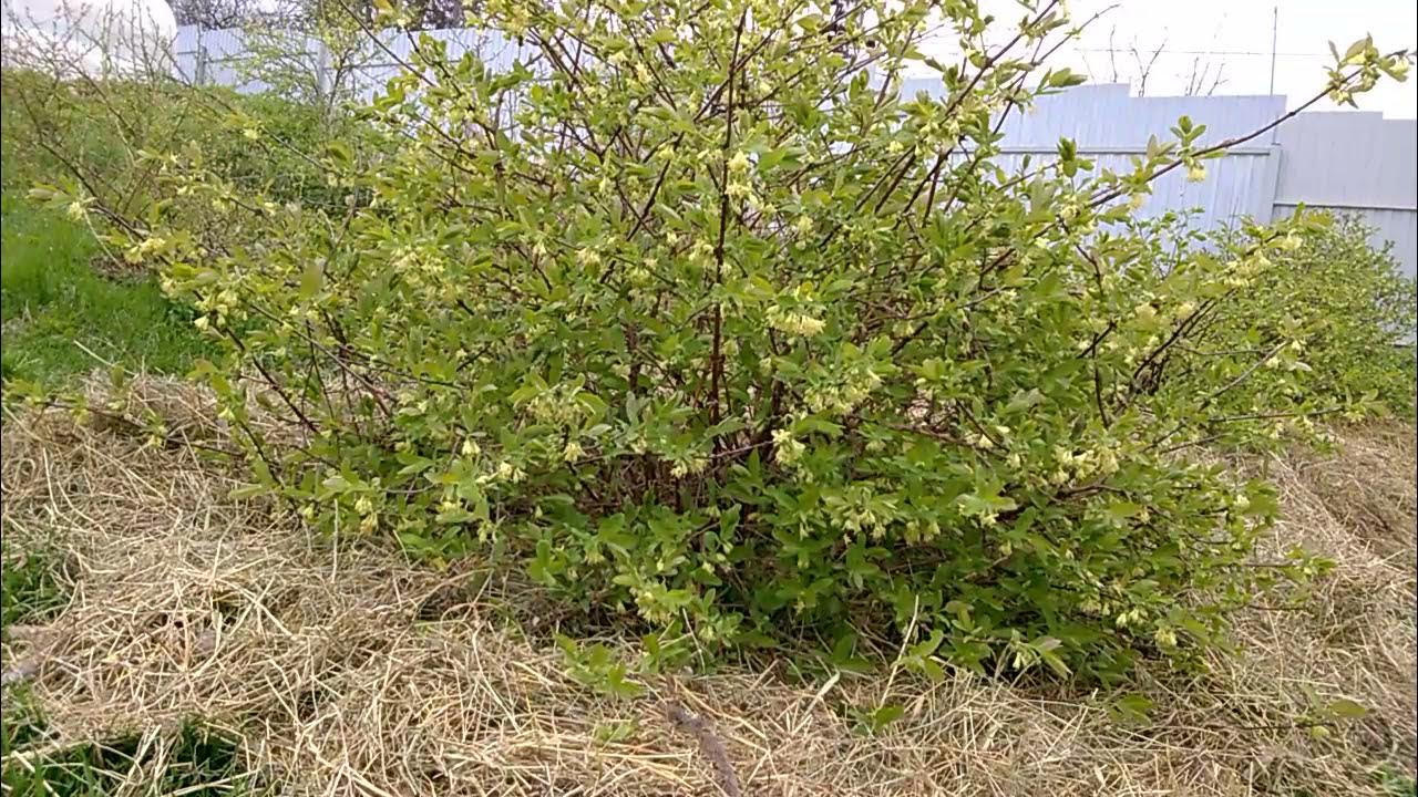 Лучшая жимолость для средней полосы. Жимолость восторг.